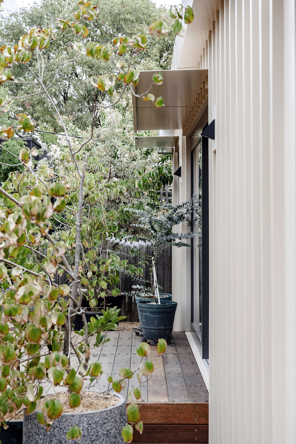Narrow timber deck beside modern cladding, lined with potted plants and garden foliage